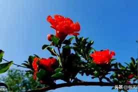 《夏意》宋·苏舜钦 夏天的古诗词 有声朗读图片