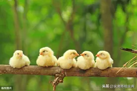 土鸡苗从出壳到脱温，需要做什么？详细方案如下图片