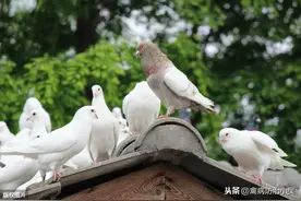 养鸽子吧！原来养鸽子的好处那么多，难怪那么多人养鸽子图片