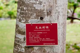 黎族老一辈所说的“见血封喉树”到底是什么？又是怎样做成树衣的图片