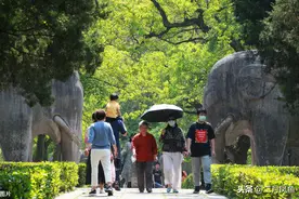 明孝陵石像路神道绿树成荫 游客漫步游玩 亲近自然感受历史图片