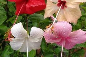 开花美艳“胜牡丹”，就是名字不吉利，开成大花树，也不讨人喜图片