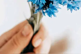 花朵壁纸  |  拈朵微笑的花，想一番人世变换图片