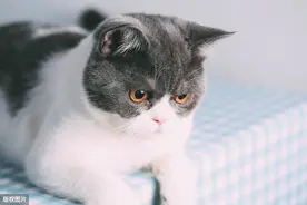 犬、猫弓形虫病的流行病学规律图片