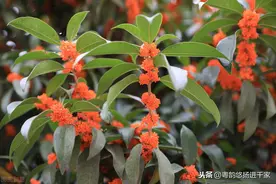 有情人却难成眷属—粤曲《秋月照离人》视频与简谱图片
