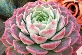 男肉友的多肉阳台：心中有花园，处处是花园图片