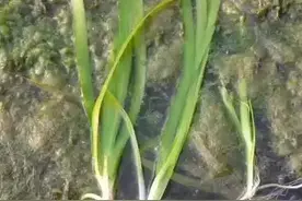 虾蟹养殖：四种常见水草中，哪一种水草最适合养殖虾蟹？图片
