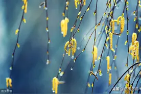 暮春风暖柳如烟｜七绝《庚子暮春时节有感》十二首图片