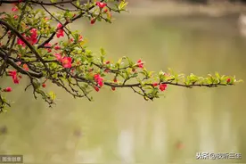 【夜听美文】春之燕图片