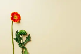 人世无常，一切自有安排图片