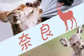 奈良的小鹿根本没你想象的那么萌图片