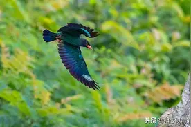 佛法僧目三宝鸟图片