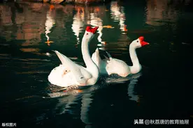 咏鹅  （唐）骆宾王图片