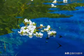 泸沽湖的“水性杨花”开了图片