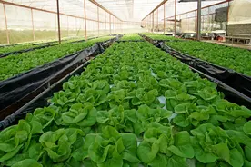 种植蔬菜和农作物，就用这两种肥料，叶子浓绿长势旺，关键丰产图片