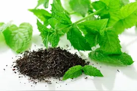 “小薄荷”也有大作用！薄荷的现代药理作用，建议收藏图片