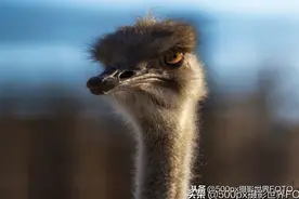 动物世界的纪录片/ 500PX摄影师 阿罗Alex图片