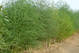 种植芦笋的栽培技巧，以及芦笋需要注意的病虫害，都来看看吧？图片