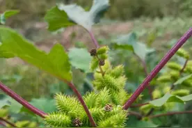 每天介绍一味中草药辛温解表类之十二----苍耳子图片