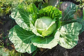 农村种植，夏秋甘蓝的栽培技术，不妨看看图片