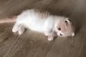 小奶猫合集，前方高萌预警[憧憬]图片