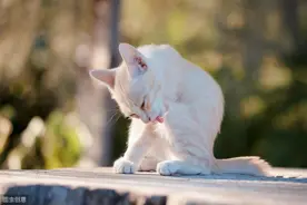 猫舔毛不仅为了清洁，猫通过舔毛缓解情绪图片