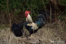 早春季节传染性喉气管炎的防治图片