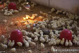 鸡感染性贫血病症状图片