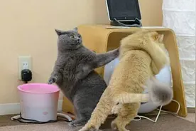 橘猫总是恃强凌弱，以为被剪了毛能收敛，再去看时：是真冲动了图片