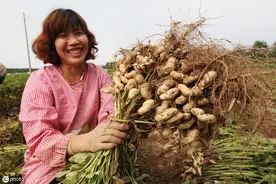 花生巧用3次叶面肥，开花多结果多，双仁果比例大，籽粒颗颗饱满图片