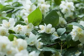 四川茉莉花茶伴花与窨制有何区别呢？图片