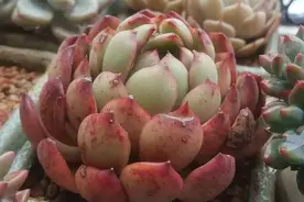 又到春光无限好，正是晒肉好时节图片