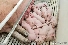 提高仔猪成活率确保养猪盈利的9项措施！很实用！图片