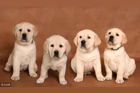 成年前的拉布拉多犬喂食注意内容，不妨看看，或许有用图片