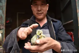 山东男子靠6个指头1年孵化小鸡10万只，城里买房买车帮儿子图片