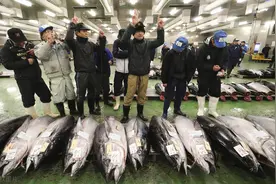 你参加过金枪鱼拍卖会吗！276公斤蓝鳍金枪鱼斩获1245万元天价图片