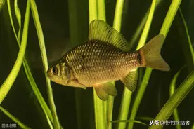 春季钓草鱼腥多鱼口少，教你判断窝中的哪些地方有“特殊情况”！图片