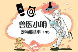 猫咪一舔毛就是要洗澡？主人不要过多干预，可能只是在吸收营养图片