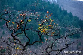农谚：“大树最怕酸与碱，遇到酸碱定休眠”是啥意思？图片