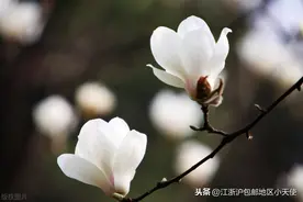 先婚后爱言情文系列书单，有现言有古言图片