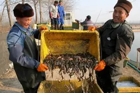 200万斤泥鳅上市，从14元跌到5元，一天就“崩盘”，养殖户：咋整图片