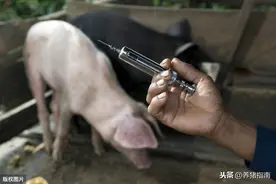 技术分享：养猪疫苗免疫应该怎么做？有哪些注意事项图片