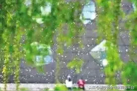 杨柳絮中会存在新冠肺炎病毒吗？专家回应图片
