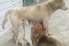 母狗在院子里喂奶，却感到腹部一阵疼痛：当爹的还犯起了奶瘾？图片
