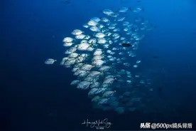 他用水下摄影绘制静谧海洋王国，呼吁更多人关注海洋污染问题图片