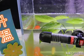 宠物鱼前辈常说的“老三样”科学吗？升温换水挺有用，撒盐很荒诞图片