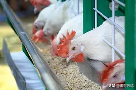 老龄鸡产蛋下滑快？养鸡人做好这6点，产蛋下降慢、蛋壳质量好图片