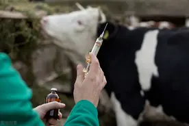 可以给动物打屁股针吗？打完之后起包是怎么回事？图片