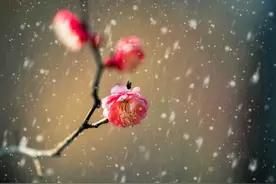 陆游《卜算子·咏梅》歌颂梅傲霜雪，凌寒风，不畏强暴，不羡富贵图片