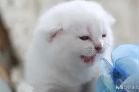 宠物宅家被迫营业 猛男杀手小奶猫上线图片